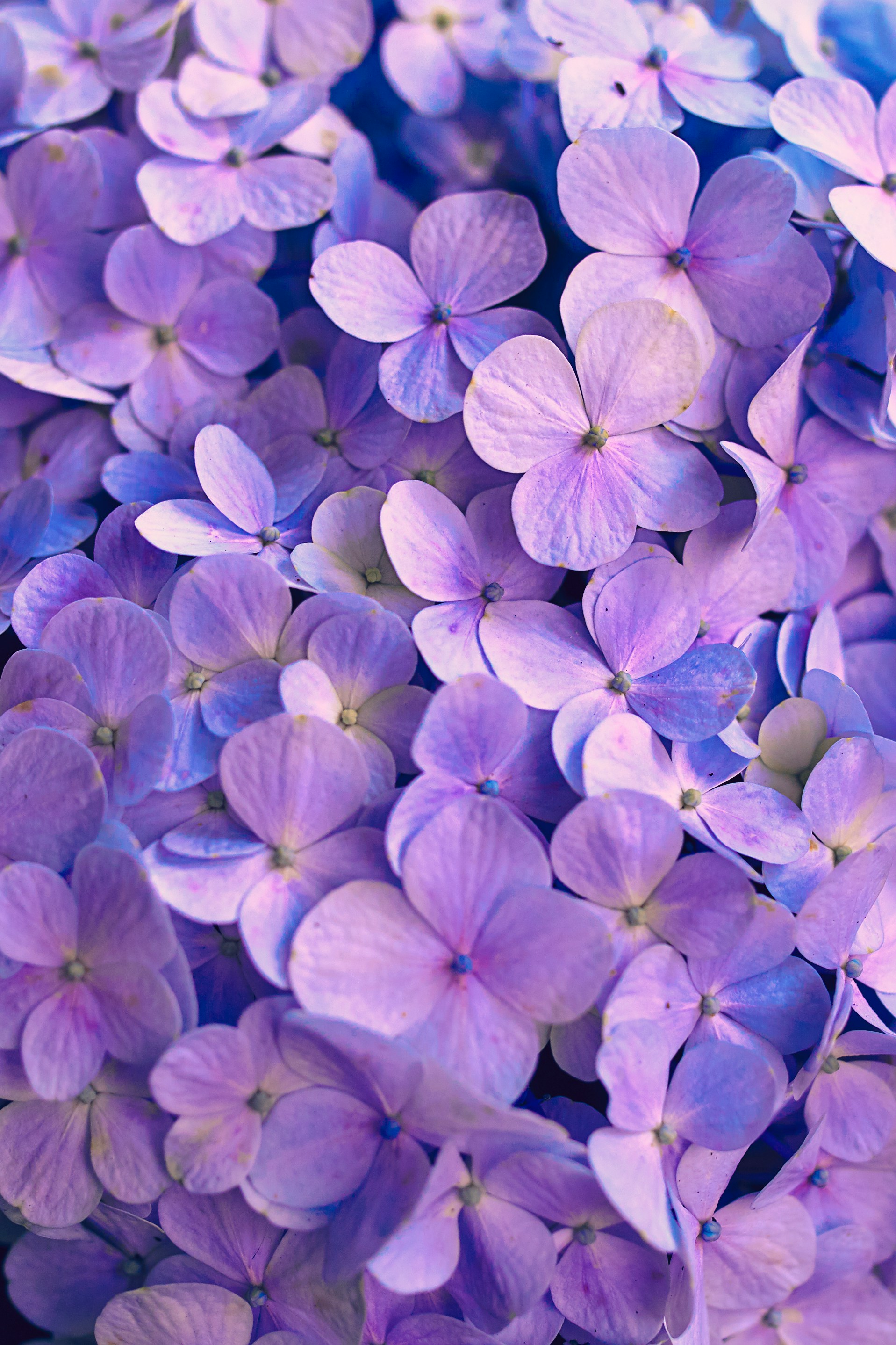 hisu-lee-V4Pn7QeYdPQ-unsplash hisu-lee-V4Pn7QeYdPQ-unsplash