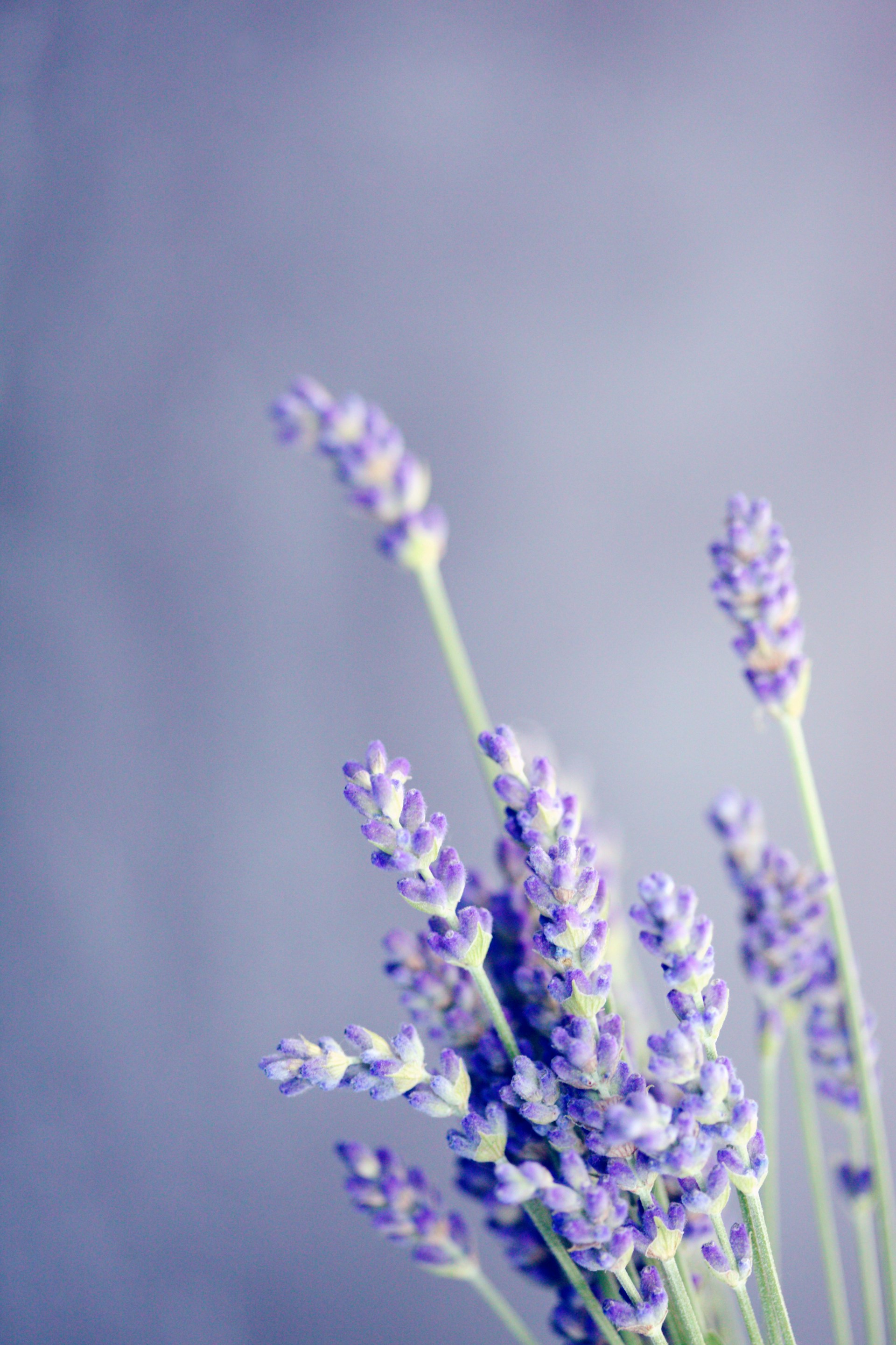alexander-grey-SavQfLRm4Do-unsplash alexander-grey-SavQfLRm4Do-unsplash