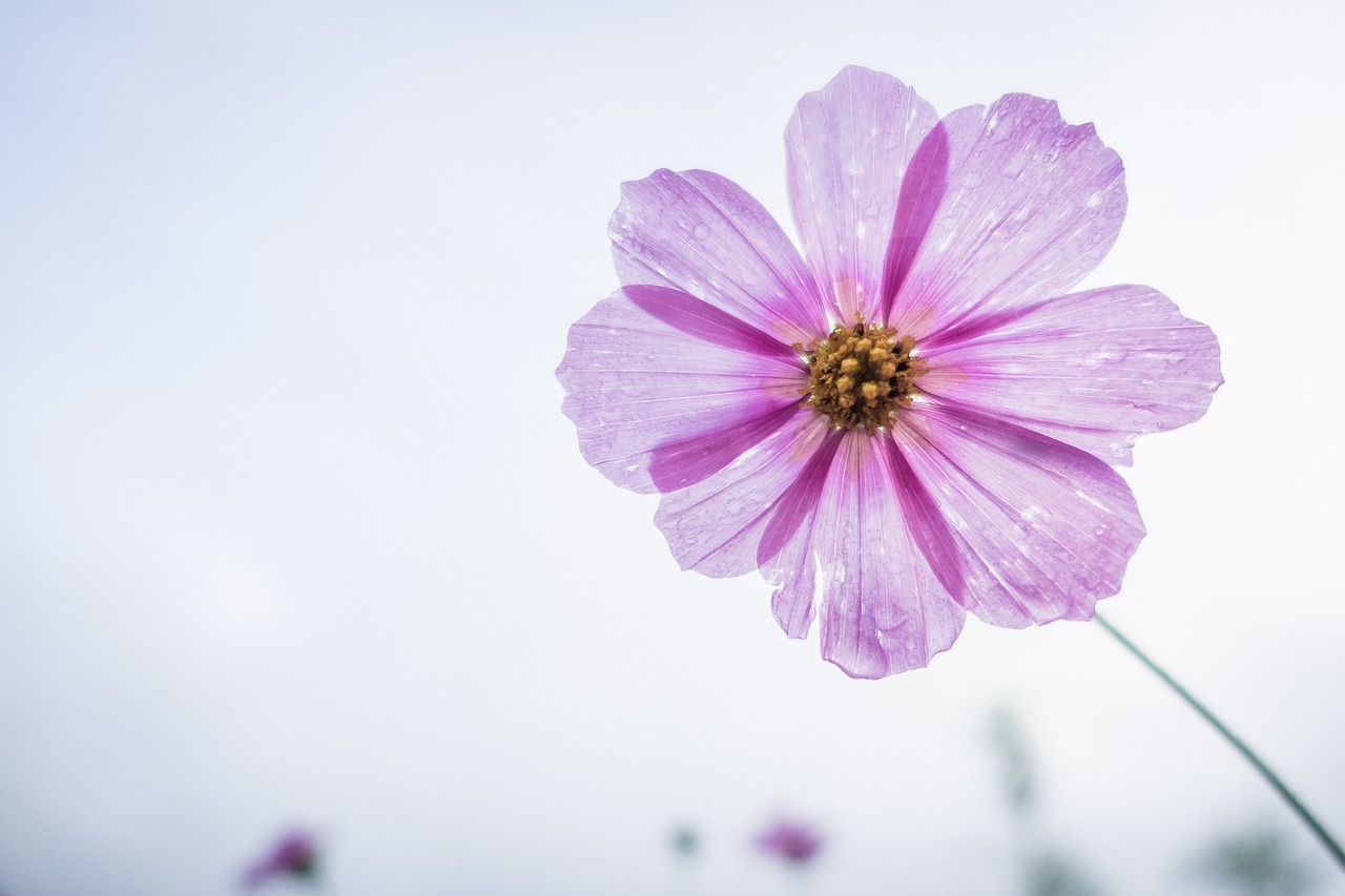 cosmos-flower-1712177_1280