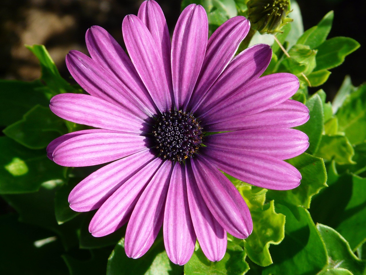 garden-8212_1280 garden-8212_1280