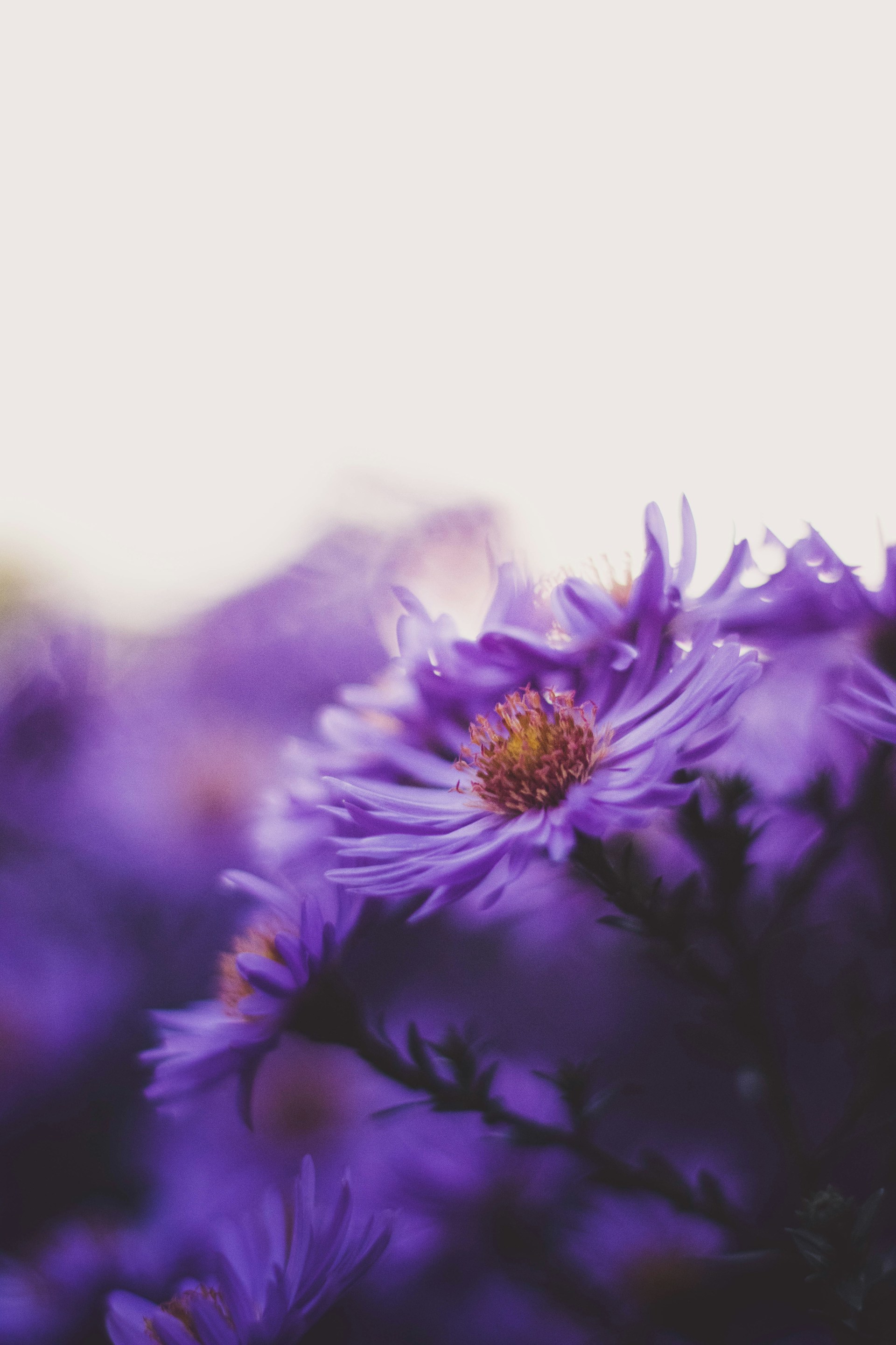 jonas-kaiser-gEHatgz5Twk-unsplash jonas-kaiser-gEHatgz5Twk-unsplash