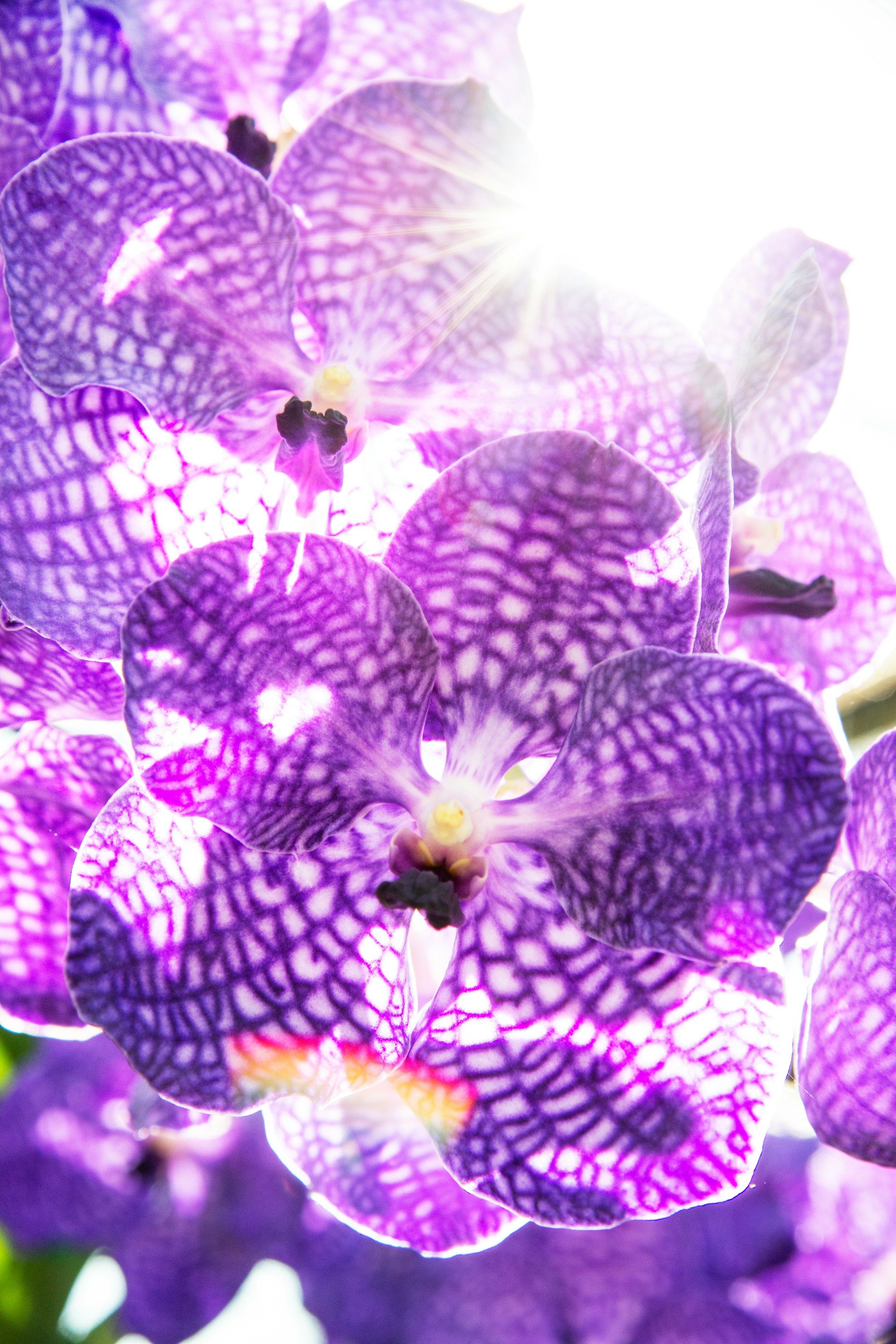 photographycourse-9Nzxk18UY8w-unsplash photographycourse-9Nzxk18UY8w-unsplash